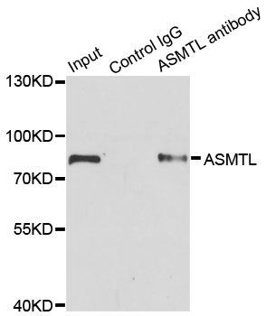 Immunoprecipitation - 1ug ASMTL antibody (144-07021)