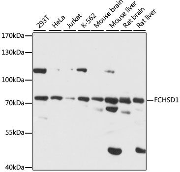Western blot - FCHSD1 antibody (144-61103)