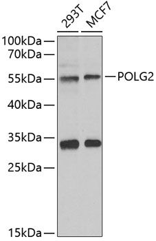 Western blot
