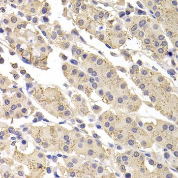 Immunohistochemistry - DFFA antibody (144-012431)