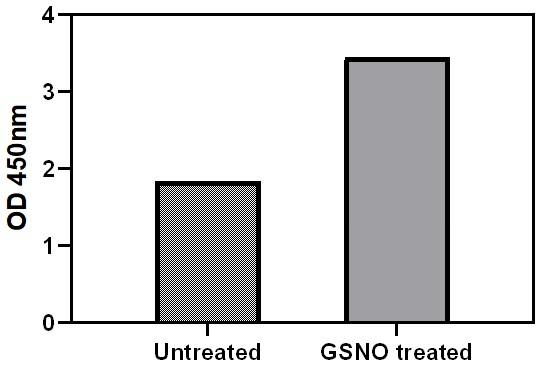 GSNO Stimulation of Cell Lysate