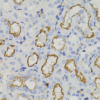 Immunohistochemistry - STX1A antibody (144-07931)