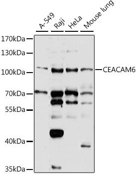 Western blot