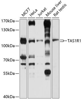 Western blot