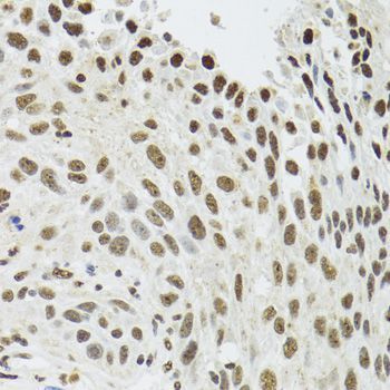 Immunohistochemistry - SFPQ Polyclonal Antibody (144-00958)