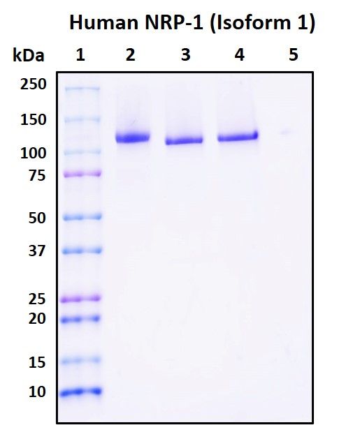 SDS-PAGE