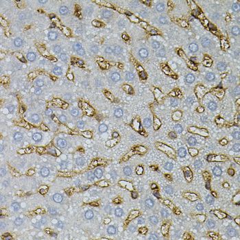 Immunohistochemistry - ASAH2 antibody (144-07985)