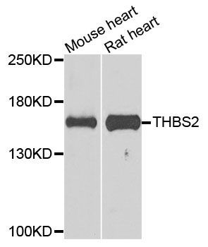 Western blot - THBS2 antibody (144-08561)