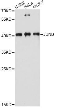 Western blot - JUNB antibody (144-60711)