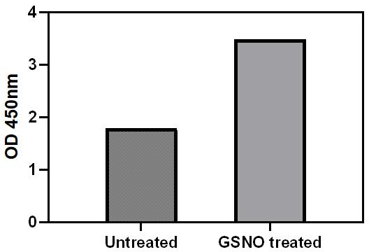 GSNO Stimulation of Cell Lysate
