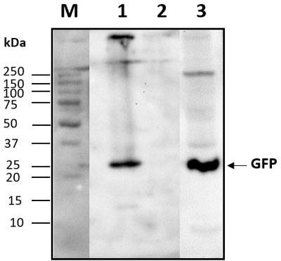 Western blot image