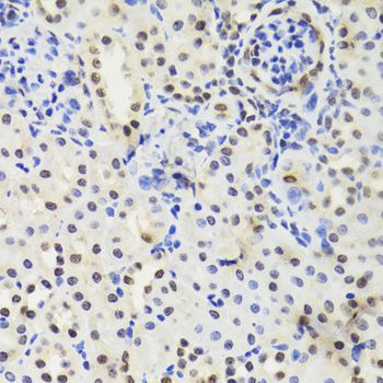 Immunohistochemistry - EFTUD2 Antibody (144-07040)