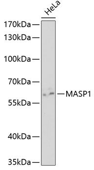 Western blot