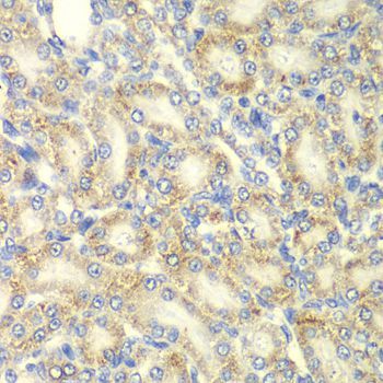 Immunohistochemistry - PRKAB2 antibody (144-06952)