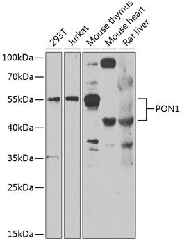 Western blot