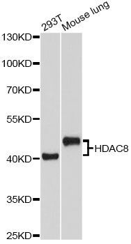 Western blot - [KO Validated] HDAC8 Polyclonal Antibody (144-05829)