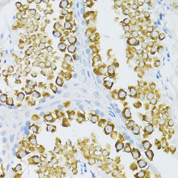 Immunohistochemistry - PIWIL1 antibody (144-02150)