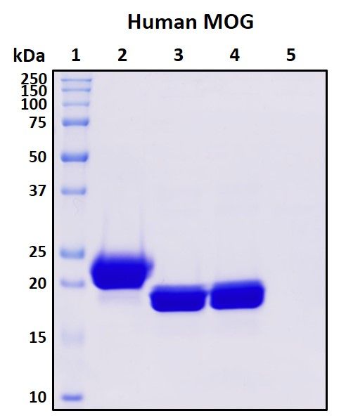 SDS-PAGE