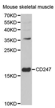 Western blot - CD247 antibody (144-02058)