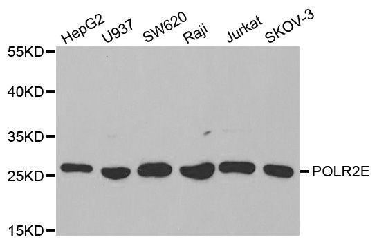 Western blot - POLR2E Polyclonal Antibody (144-01755)