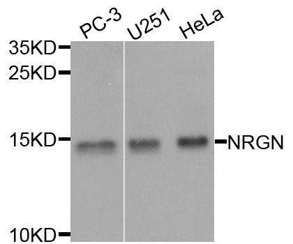 Western blot - NRGN antibody (144-08444)