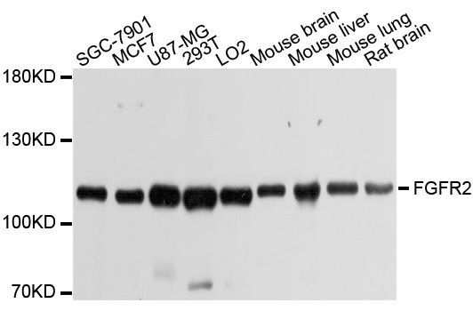 Western blot - FGFR2 Polyclonal Antibody (144-012436)