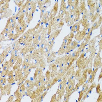 Immunohistochemistry - GABARAP antibody (144-12568)