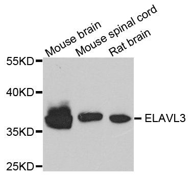 Western blot - ELAVL3 antibody (144-06091)