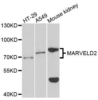 Western blot - MARVELD2 antibody (144-12612)