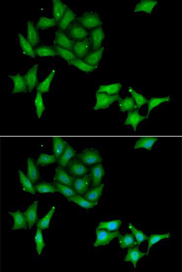 Immunofluorescence - CCNC antibody (144-013610)