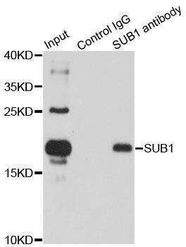 Immunoprecipitation - 3ug SUB1 antibody (144-07070)