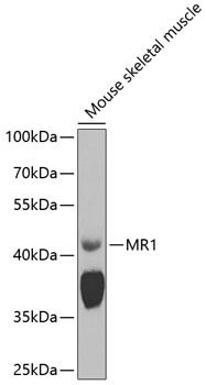 Western blot
