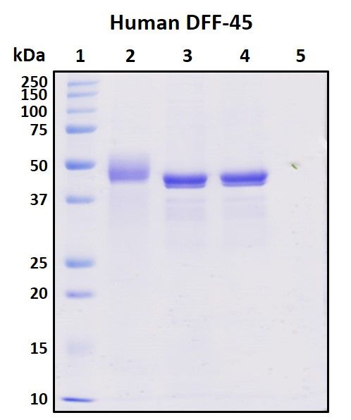 SDS-PAGE
