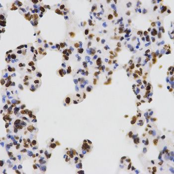 Immunohistochemistry - DiMethyl-Histone H3-K4 pAb (144-61340)