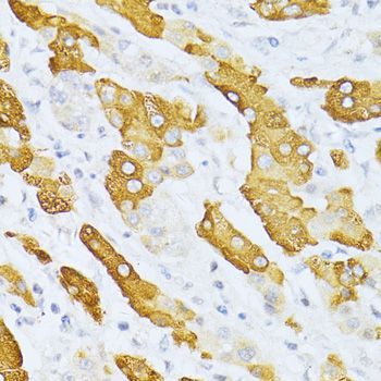 Immunohistochemistry - CYP2E1 Polyclonal Antibody (144-61331)