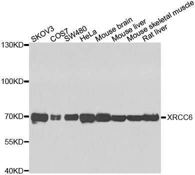 Western blot - XRCC6 Polyclonal Antibody (144-00883)