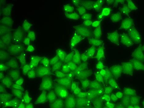 Immunofluorescence - EIF3E antibody (144-05447)