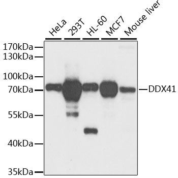 Western blot - DDX41 Polyclonal Antibody (144-06576)