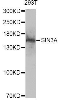 Western blot - SIN3A antibody (144-60522)