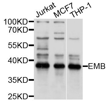 Western blot - EMB Polyclonal Antibody (144-10423)