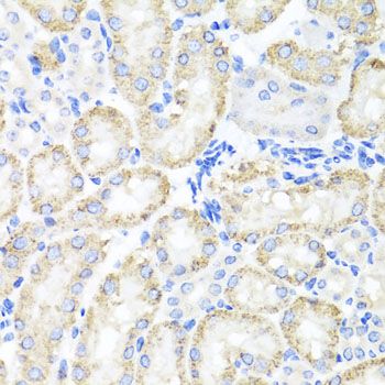 Immunohistochemistry - SPICE1 antibody (144-07855)