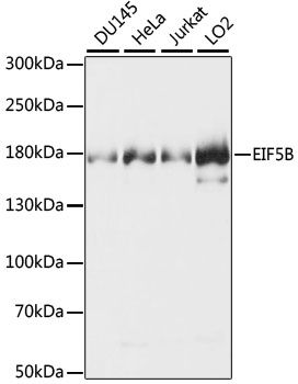 Western blot - EIF5B antibody (144-60925)
