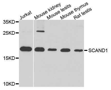 Western blot - SCAND1 antibody (144-08310)