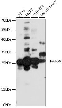 Western blot