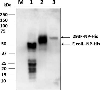 Western blot analysis for 130-10817