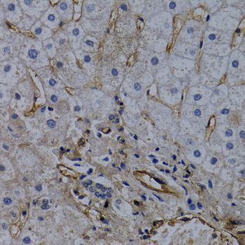 Immunohistochemistry - PECAM1 antibody (144-02104)