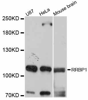 Western blot - RRBP1 antibody (144-012239)
