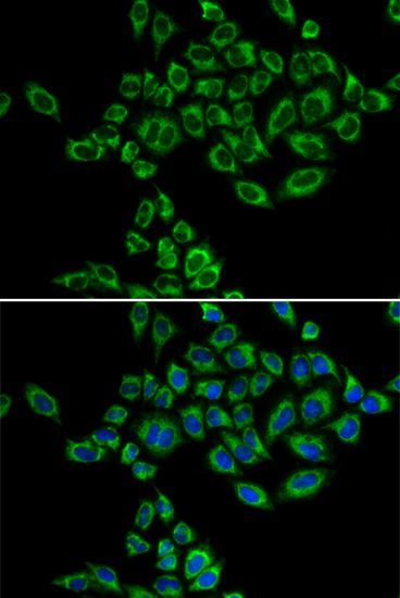 Immunofluorescence - SRPK1 antibody (144-05854)