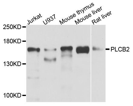 Western blot - PLCB2 antibody (144-08141)