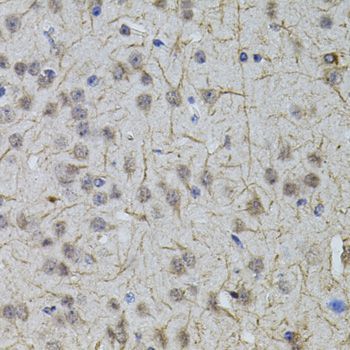 Immunohistochemistry - SLC32A1 antibody (144-03129)